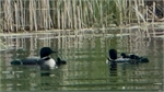 Loon chicks sized.jpg